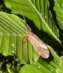 Ptilostomis ocellifera