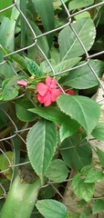 Impatiens walleriana