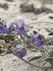 Lupinus tidestromii