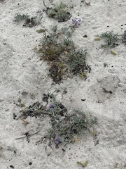 Lupinus tidestromii