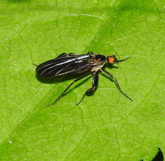 Rhamphomyia longicauda