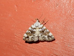 Sinarella discisigna