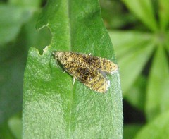 Olethreutes astrologana