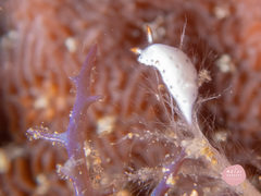 Hypselodoris lacuna