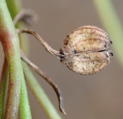 Centella debilis