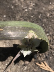 Calochortus westonii