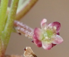 Centella debilis