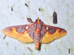 Pachynoa purpuralis