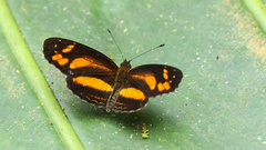Castilia eranites
