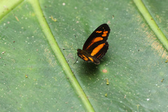 Castilia eranites