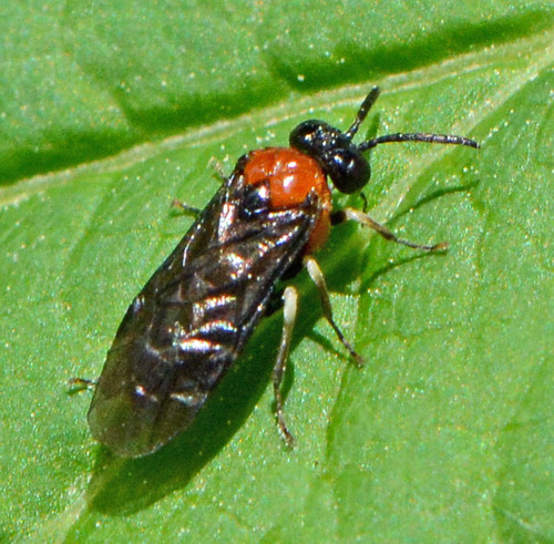 Eutomostethus ephippium nuotrauka