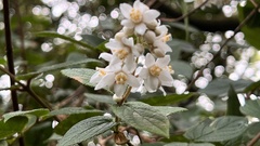 Deutzia cordatula