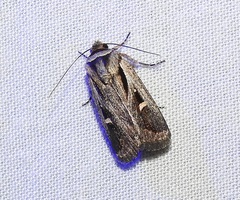 Proteuxoa chrysospila