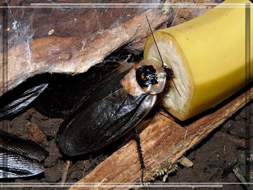 Blaberus craniifer · BioDiversity4All