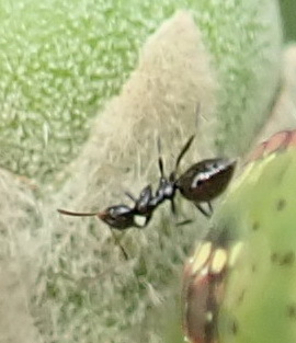 Plagiolepis deweti