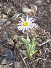 Erigeron concinnus