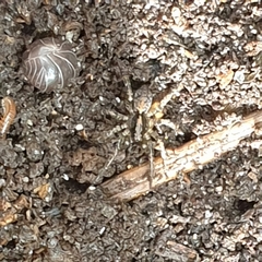 Artoriinae