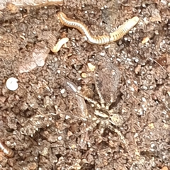 Artoriinae