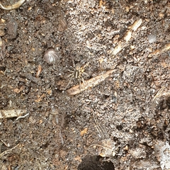 Artoriinae