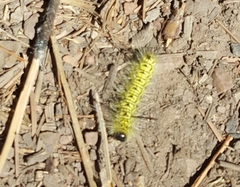 Lophocampa mixta