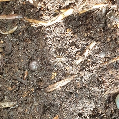 Artoriinae