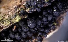 Praetumpfia obducens