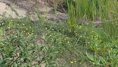 Aspalathus biflora longicarpa