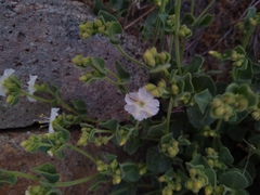 Lithariapteryx jubarella