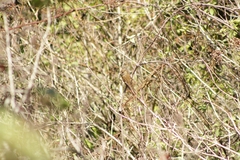 Empidonax albigularis