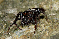 Opisthoncus mordax