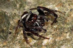 Opisthoncus mordax