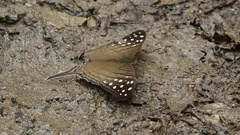 Marpesia merops