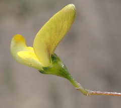 Aspalathus biflora longicarpa