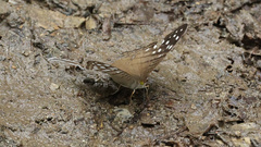 Marpesia merops