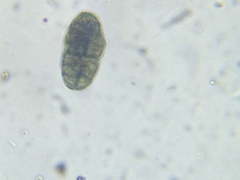 Buellia muriformis