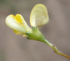 Aspalathus biflora longicarpa