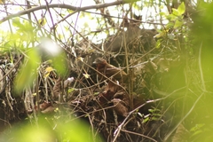 Clibanornis rubiginosus