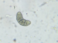 Buellia muriformis
