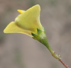 Aspalathus biflora longicarpa