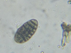 Buellia muriformis