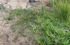 Aspalathus biflora longicarpa
