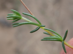 Aspalathus biflora longicarpa