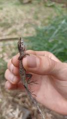 Anolis antonii