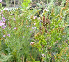 Selago villicaulis