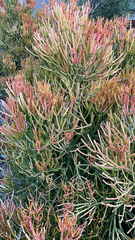 Euphorbia tirucalli