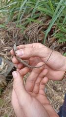 Anolis antonii