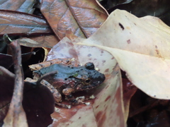 Pristimantis cerasinus