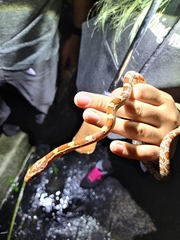 Pantherophis guttatus