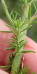 Selago villicaulis