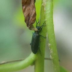 Strongylium crenatum